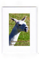 Birthday Llama