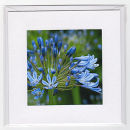 Agapanthus