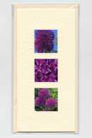 Alium Medley