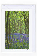 April Bluebells