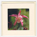Aquilegia