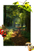 Autumn in Flitwick Woods