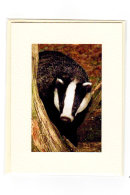 Badger