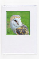 Barn Owl