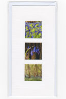 Bluebells