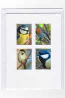 Garden Birds