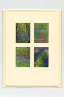 Bluebell Medley
