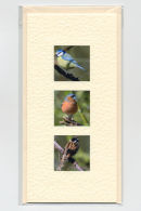 Garden Birds