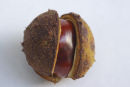 Conker
