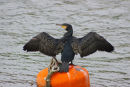 Cormorant