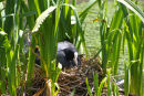 Common Coot