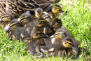 Mallard ducklings