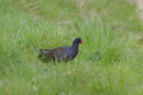 Moorhen