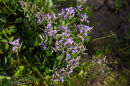 Sea Lavander