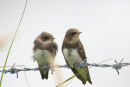 Sand Martins