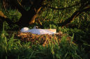 Mute Swan & Nest
