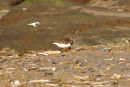 Turnstone 1