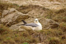 Fulmar