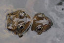 Common Frogs 2