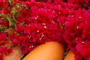 Bouganvillia