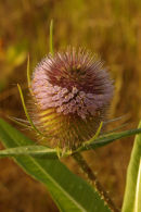 Teasel
