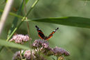 Red Admiral