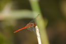 Ruddy Darter