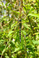 Southern Hawker