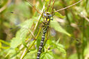 Southern Hawker