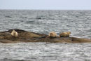 Common Seals 1