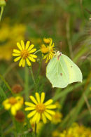 Brimstone