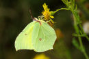 Brimstone