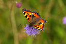 Small Tortoiseshell