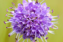 Devil's Bit Scabious