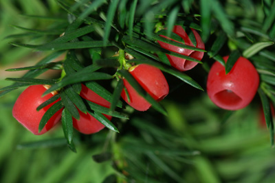 Yew Berries