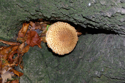 Woodland Fungi