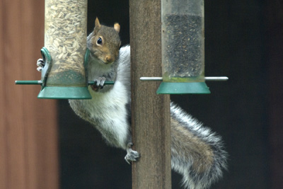 Grey Squirrel