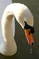 Mute Swan