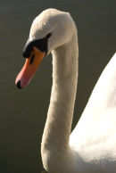 Mute Swan
