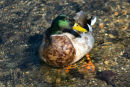 Mallard
