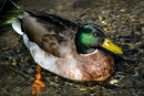 Mallard