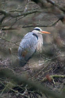 Nesting Heron