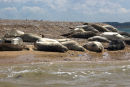 Common Seals