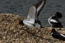 Oystercatcher