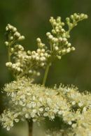 Meadowsweet