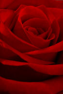 The Red Rose