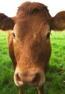 Cow