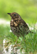 Song Thrush