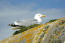 Herring Gull