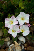 Sea Bindweed